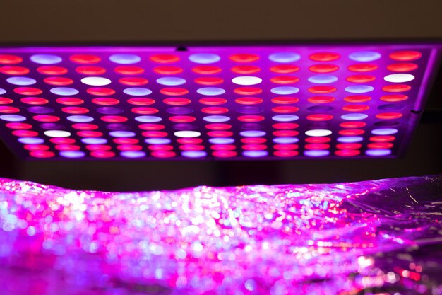 purple magenta led light dial greenhouse plant growth_665346 144797